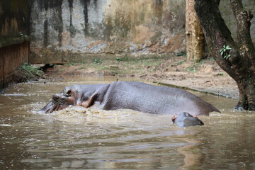 A large hippopotomus at a sink in the national zoo of Bangladesh