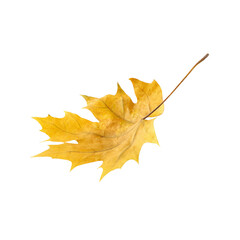 yellow fall maple leaf isolated on white background 