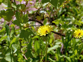 yellow dandelion near a currant bush