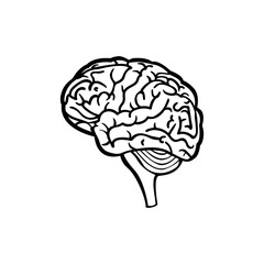 Human brain line art illustration.