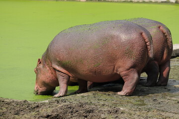 A pair of Amazing giant hippopotomus in the national zoo of Bangladesh.