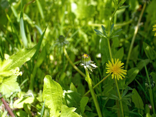 yellow dandelion near a currant bush