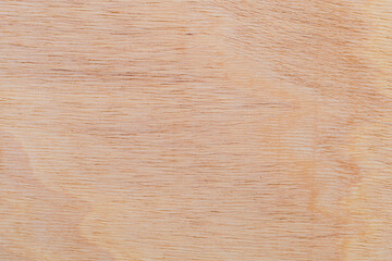 Light rough textured cut surface of an African tree. Wood background or blank for design