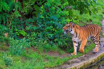 Fototapeta na wymiar The tiger walks in search. Background with selective focus and copy space
