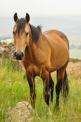 horse in the field