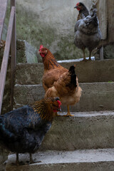 A family of ornamental thoroughbred chickens in the yard of a farmhouse.
