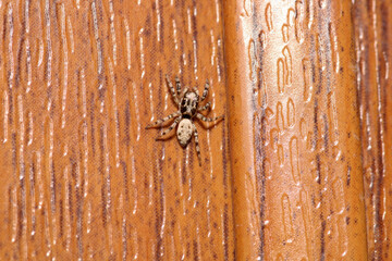 little jumping spider macro photo