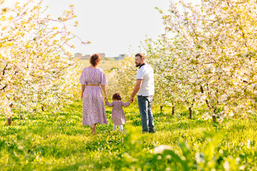 mom and dad with little daughter have fun and walk in a blooming spring garden. 