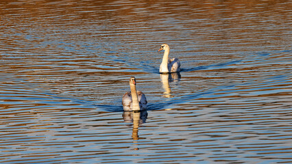 Mute swans swimming in the golden morning light