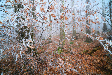 Schnelles Winterwetter, leichter Schnee Frost Wald