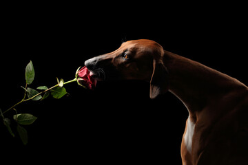 Fototapeta na wymiar Beautiful Azawakh dog sniffing a rose