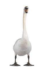 Beautiful male white Mute swan, standing facing front. Looking to camera showing both eyes. Isolated cutout on transparent background.