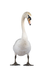 Beautiful male white Mute swan, standing facing front. Looking to camera. Head in curve. Isolated  cutout on transparent background.