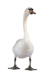 Beautiful male white Mute swan, standing facing front. Looking to camera. Head up. Isolated cutout on transparent background.
