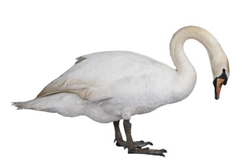 Beautiful male white Mute swan, standing side ways. Looking down for food. Isolated cutout on transparent background.