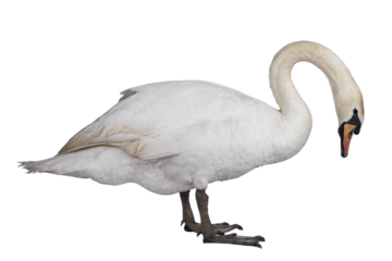 Beautiful male white Mute swan, standing side ways. Looking down for food. Isolated cutout on transparent background.