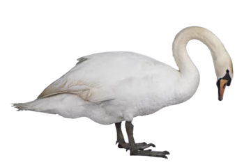 Gordijnen Beautiful male white Mute swan, standing side ways. Looking down for food. Isolated cutout on transparent background. © Nynke