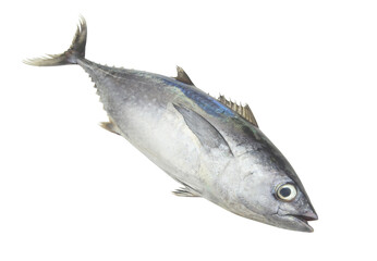 Close up of raw bluefin tuna on white background