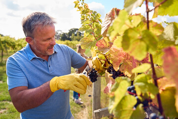 Mature Male Worker Harvesting Grapes From Vine In Vineyard For Wine Production