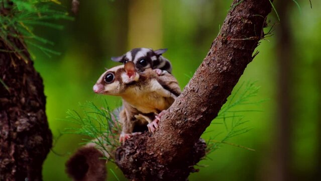 Sugar glider mother holding her child because she was invited to play in a new area. sugar glider acting cute on Indonesian plantation tree trunk.
