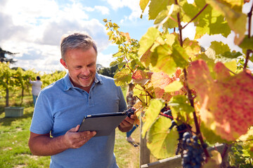 Mature Male Worker With Digital Tablet Harvesting Grapes In Vineyard For Wine Production - Powered by Adobe