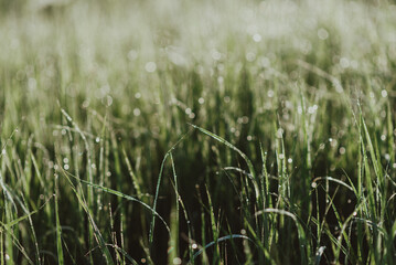Close-up shot of green fresh grass in a field with morning dew drops