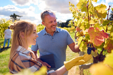 Male And Female Workers With Digital Tablet Harvesting Grapes In Vineyard For Wine