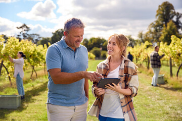Male And Female Workers With Digital Tablet Harvesting Grapes In Vineyard For Wine