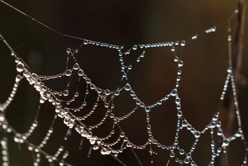 Water drops on spider web