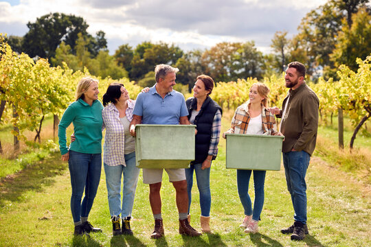 Portrait Of Team Of Graper Pickers At Harvest Working In Vineyard Producing Wine
