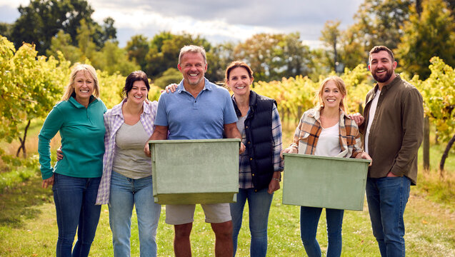 Portrait Of Team Of Graper Pickers At Harvest Working In Vineyard Producing Wine