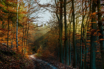 Stimmungsvoll im Herbstwald mit Weg am Morgen