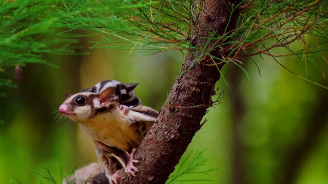 The sugar glider (Petaurus breviceps) is a small, omnivorous, arboreal, and nocturnal gliding possum belonging to the marsupial infraclass. Sugar gliders climb trees looking for a safe place for their