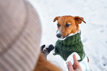 Jack Russell Terrier warming himself in the arms of his master. The dog is wearing a yellow and green vest. It's cold and frosty outside.	