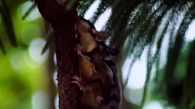 Sugar glider climbing a tree while carrying its young. climb up the tree to find a safe place.