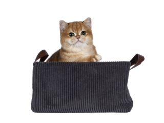 Cute golden shaded British Shorthair cat kitten, sittingin curduroy basket. Looking towards camera with big round eyes. Isolated cutout on a transparent background.
