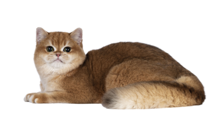 Cute golden shaded British Shorthair cat kitten, laying down side ways. Looking towards camera with big round eyes. Isolated cutout on a transparent background.