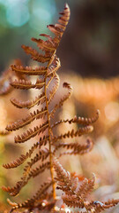 Macro de fougères sauvages, aux feuilles flétries