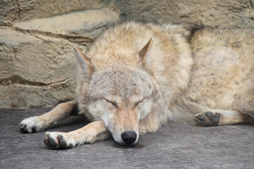 Obraz na płótnie Canvas wolf in a zoo in osaka (japan)