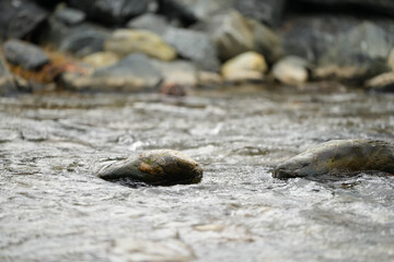 mountain river flowing water. detail.