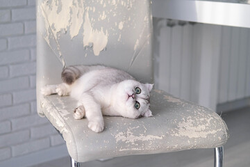 The kitten lies on a ruined chair with its claws. The cat spoils the furniture in the house with its claws.
