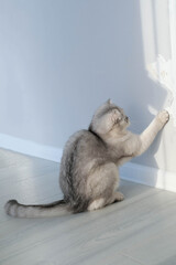 The kitten tore the wallpaper with its claws. The cat spoils the interior of the house with its...