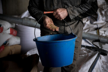 Les mains d'un agriculteur vérifient un seau de graines d'orge.  - obrazy, fototapety, plakaty
