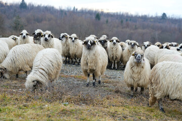 The flock of sheep on the beautiful mountain meadow. Scenic landscape background on mountainous terrain. flock of sheep.