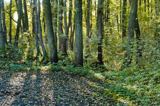 Backgrounds cheap of trees