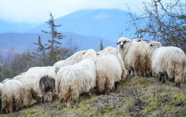 The flock of sheep on the beautiful mountain meadow. Scenic landscape background on mountainous terrain. flock of sheep.