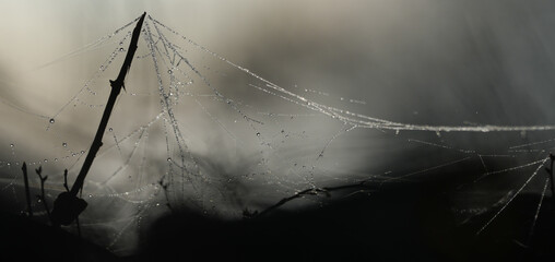 Close up of spider web at sunrise. dew drops at sunrise on a spider's web. detail. macro.