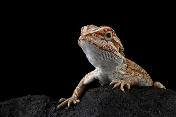 Obraz premium Bearded Dragon baby Closeup on stone with isolated background, Bearded Dragon closeup 