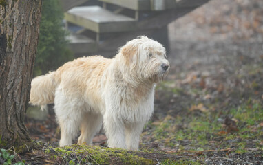Portrait of nice white dog - Sheepdog mioritic. shepherd dog in nature. animal with long fur.