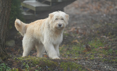 Portrait of nice white dog - Sheepdog mioritic. shepherd dog in nature. animal with long fur.